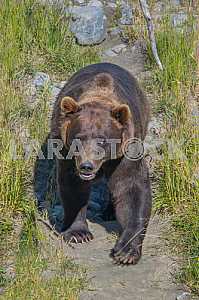 Вlack bear