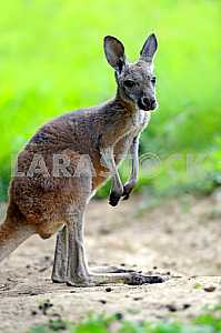 Kangaroos