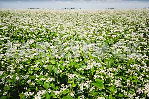 Buckwheat