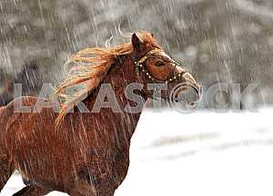 Winter. Horse. Snow