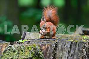 Red squirrel