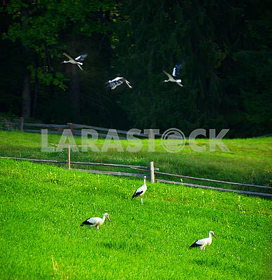 Storks in the Carpathians