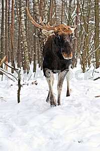 Elk зима