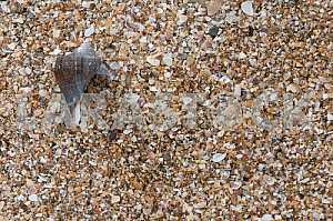Shells on the shore