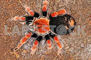 Tarantulas