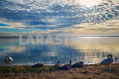 Swan family near the lake over colourful sunrise