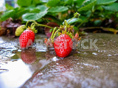 Ripe strawberries lie on concrete after rain
