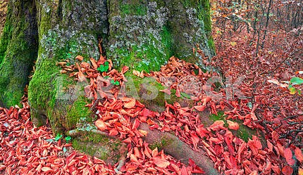  roots of the beech in autumn