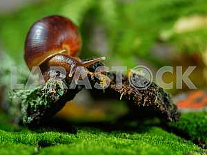 Snail Achatina giant on the green, mottled background