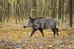 Wild boar