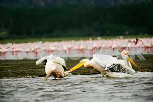 Pelicans in the water. Lake Baringo, Kenya