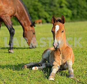 Horse