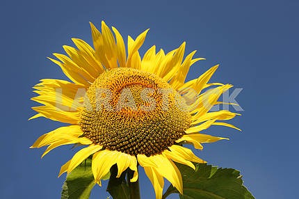 Sunflower with sky background