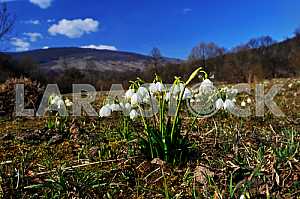 Snowdrops