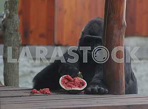 Tony gorilla