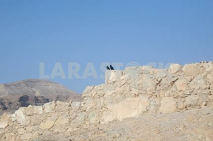 Bird in the Masada fortress, Israel