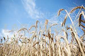 Wheat field