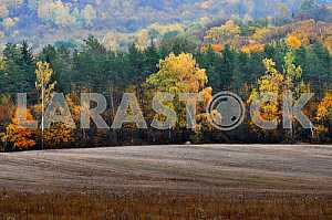Field and autumn forest